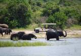 Muchenje-wildlife-(11)